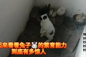 一起来看看兔子🐰的繁育能力到底有多惊人视频封面