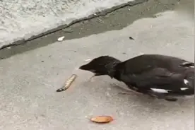 娇生惯养，被人类养大的鸟，看见虫子就只会张着嘴等着人家爬进来视频封面