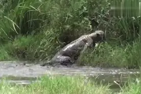 豹子饥渴难耐去村子找水喝,结果头被卡住,镜头拍下全过程