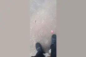 儿不嫌母丑  狗不嫌家贫图片