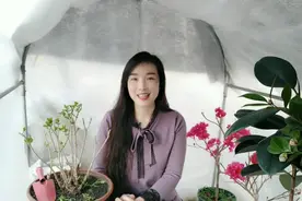 茉莉花新叶萌发季，更换盆土加营养，长势快，开花多视频封面