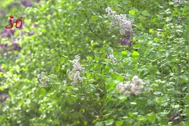 丁香花泡水消炎！这么做科学吗？视频封面