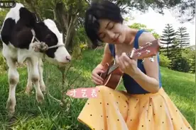 郭采洁探访毛利人生活，半路遇到小情人，上演对牛弹琴视频封面