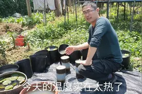 种花时是用泡沫垫底还是陶粒好，实验告诉你泡沫真不会造成升温视频封面