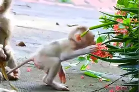 花朵的味道好，小奶猴吃得不亦乐乎