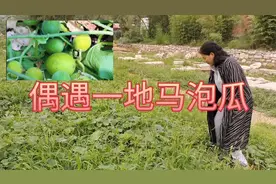 你吃过马泡瓜吗？美容养颜还解酒，遇到了千万别放过，重启