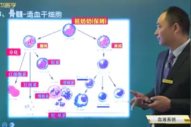 血液系统基础知识03骨髓-造血干细胞的整个造血过程及各作用视频封面