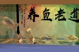 一条蝴蝶鲤患上了痘疮病，一周后基本痊愈，通过大换水调理
