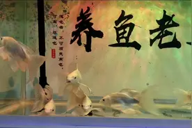 一条蝴蝶鲤患上了痘疮病，一周后基本痊愈，通过大换水调理