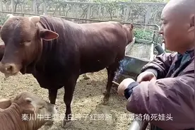秦川牛我国优质外贸牛，优势缺点都很明显，陈老板谈牛类区别视频封面