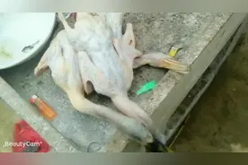 家养的土鸭品种野鸭，小小的一只，味道鲜美视频封面