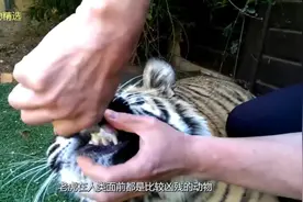 虎妈生下虎仔后被强行带走几个月后虎妈还能认识虎宝宝视频封面