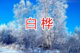 部教版语文四年级下册课文朗读11白桦视频封面