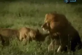 猛兽大对决：狮VS虎视频封面