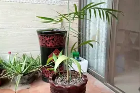 凤尾竹也能用种子种，越长越好看了。视频封面