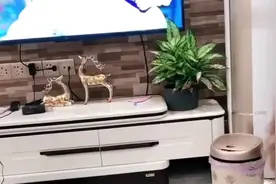 泰迪崽胖子熬夜看电视不睡，主人使出杀手锏，下一秒直接“入睡”视频封面