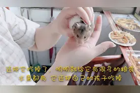 母仓鼠生了六只崽子，五只瓦特了，还有一只被它吃了，原因不明视频封面