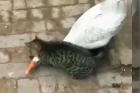 猫咪大战大白鹅,猫咪上演锁喉功,看大白鹅如何应对！视频封面