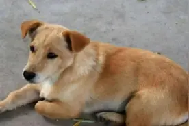 土狗“坐下旋”，老人说“懒狗”，长的再好也只懂享受