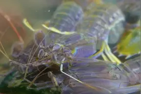 泰国街头食品 -- 巨型皮皮虾视频封面
