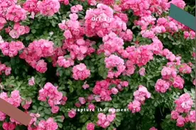 广东花友分享4款藤本月季，两广福建海南花友轻松种出玫瑰花墙