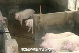 蓝耳病究竟该不该做疫苗？视频封面