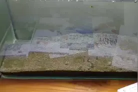 迷你鹦鹉鱼的繁殖要点，何时达到性成熟？视频封面