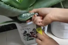 又学了一招，芦荟切下来敷在脸上，比面膜还要好用视频封面
