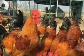 十二点公鸡叫，农村“啼子鸡”，土鸡中的“珍品”