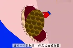动漫：电鳐有发电机，谁要敢惹它，绝对让你爽视频封面
