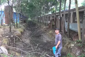 水沟里的水都干了，小龙虾挖洞藏了起来，小伙提着桶就开挖