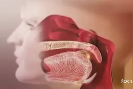 口腔摄入食物到从肛门排泄的整个过程，食物消化之旅视频封面