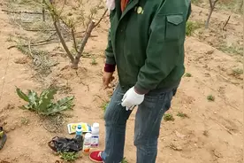 桃树谢花后第一次用药有哪几种？主要防治哪些病虫害？视频封面