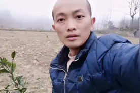 栽18天的脐橙苗都掉叶子，望全网懂行的师傅指点，曾阿牛在此感谢视频封面