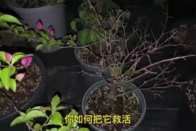 养的花枯萎了，不要急着扔，可以尝试用这个方法挽救一下