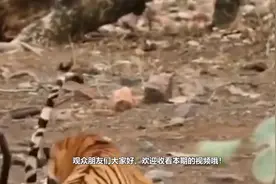 藏獒和凶狠东北虎搏杀，藏獒能坚持多久？视频封面