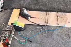 自制电击捕鼠装置，电得老鼠吱吱叫！很舒服！视频封面