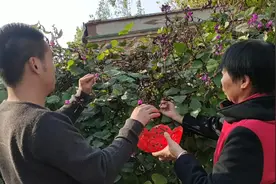 农村绿色小菜园，小伙摘一筐红梅豆炒菜，太美味，直言城市吃不到