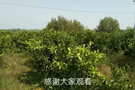 又大又多的橘子：我们这边太多橘子了：今天没录好