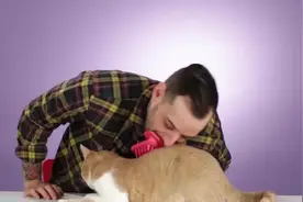 用舌头舔猫会发生什么猫：求求你做个人吧！镜头记录全程视频封面