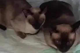 暹罗猫生小猫视频封面