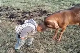 有灵性的山羊，跟小朋友互动好有爱，原来动物也是有感情的！视频封面