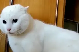 主人拿个毛绒玩具吓唬猫咪，这都都给猫咪吓的，快会说话了吧！视频封面