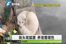 街头发现一只白狐，专家：看似乖巧，实则牙齿非常锋利视频封面