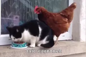 猫咪挑衅大公鸡，感觉自己被小看，公鸡：不发威当我是病鸡呢？视频封面