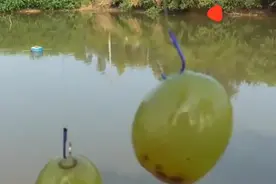 钓鱼：小伙用葡萄钓草鱼，20秒就上鱼了，效果就是这么明显