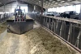 饲料喂养挤奶和除粪是奶牛养殖场每天要做的事，现在实现了智能化