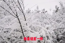 宁夏固原：一夜之间普降大雪，带你看原州的雪景，真漂亮！