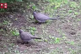 最美鸟窝！北京一对斑鸠樱花树上筑巢安家 游客驻足围观