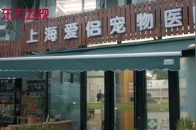 宠物医院2：生气可是会咬人的哦！仓鼠骨折发脾气竟啃咬医生手指视频封面